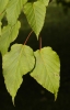 Acer capillipes (01)