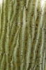 Acer capillipes (04)