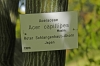 Acer capillipes (06)