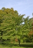 Acer capillipes (05)