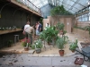Pelargonien-Ausstellung-Vorbereitung-(13)