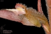 Sacoila lanceolata