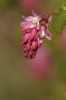 Ribes sanguineum (4)