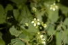 Bryonia dioica (1)