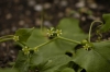 Bryonia dioica (4)