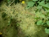 Cotinus coggygria (1)