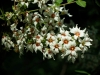Xanthoceras sorbifolium (1)