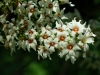 Xanthoceras sorbifolium (3)