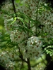 Xanthoceras sorbifolium (4)