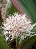 Allium karataviense (2)