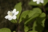 Anemone trifolia (02)