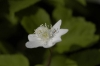 Anemone trifolia (03)
