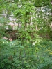 Aristolochia manshuriensis (01)