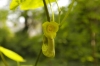 Aristolochia manshuriensis (04)