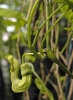 Aristolochia manshuriensis (06)