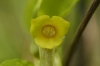 Aristolochia manshuriensis (08)