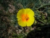 Eschscholzia californica (04)
