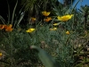 Eschscholzia californica (06)
