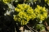Euphorbia myrsinites (01)