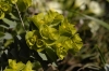 Euphorbia myrsinites (02)