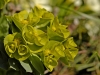 Euphorbia myrsinites (03)