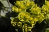 Euphorbia myrsinites (04)