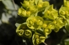 Euphorbia myrsinites (06)