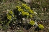 Euphorbia myrsinites (07)