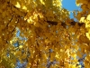 Ginkgo biloba (24)