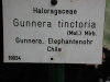 Gunnera tinctoria (12)