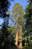 Sequoiadendron giganteum (01)