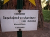 Sequoiadendron giganteum (05)