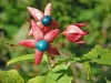 Clerodendron trichotomum var. fargesii (2)