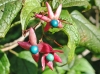 Clerodendron trichotomum var. fargesii (3)