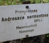 Androsace sarmentosa (03)