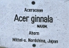Acer ginnala (06)