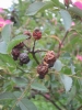 Rotblatt-Rose - Rosa glauca s.str. - Fruchtstand