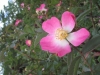 Rotblatt-Rose - Rosa glauca s.str.