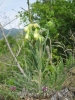 Österreichische Lotwurz - Onosma helveticum subsp. austriacum