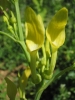 Osterluzei - Aristolochia clematites - Blüte