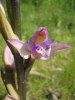 Dingel - Limodorum abortivum - Blüte