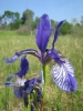 Sibirische Schwertlilie - Iris sibirica - Blüte