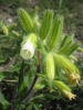 Dalmatinische Lotwurz - Onosma visianii - Blüte