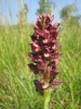 Wanzen-Knabenkraut - Orchis coriophora - Blütenstand