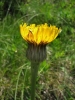 Flecken-Ferkelkraut (Blüte) - Hypochaeris maculata