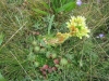 Ausläufer-Fransenhauswurz - Jovibarba sobolifera subsp. sobolifera