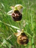 Hummel-Ragwurz - Ophrys holoserica