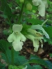 Immenblatt - Meliittis melissophyllum (Weiße Blüten)