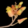 Aloe descoingsii (01)