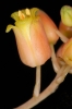 Aloe descoingsii (02)